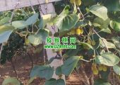 眉县猕猴桃的主要消费群体是哪些