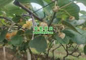 西安市周至县猕猴桃传统的人工授粉方式